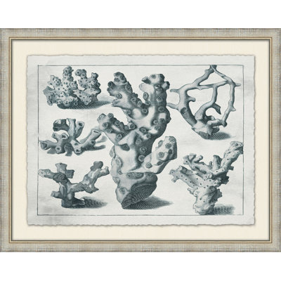 Aquatic Specimines 5 Print