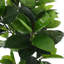 Faux Ficus Tree in Pot-575745428