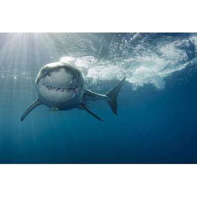 Adrinna " Smiling Great White Shark " by Rasmus-Raahauge