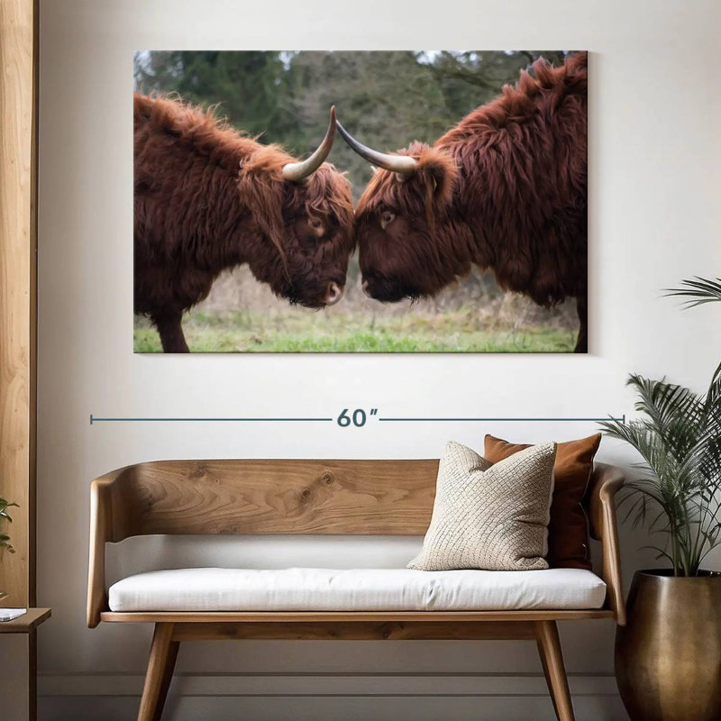 Brampt Highland Cow Clash, 34" H x 51" W