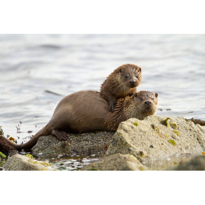 European Otters (Lutra Lutra), Mother And Cub by Dgwildlife - Wrapped Canvas Print
