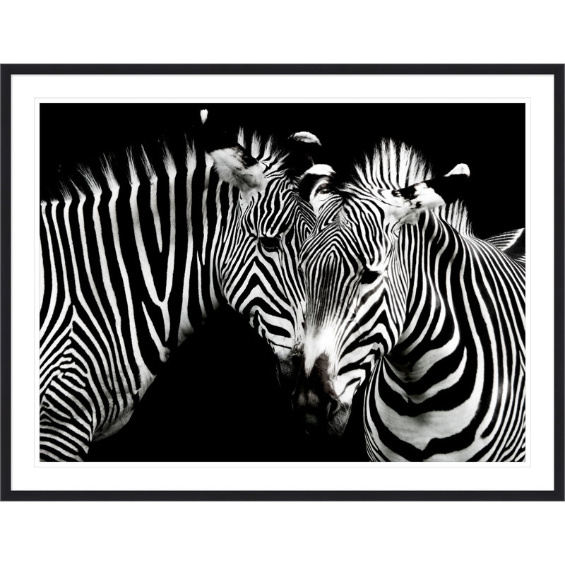 Zebra Duo Print by Mat Sanders