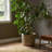Aziel Planter
