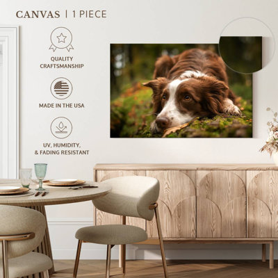 Brampt Lovable Border Collie