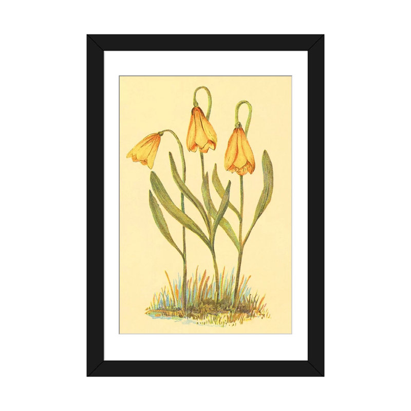 « fritillary », reproduction sur toile, H 24 po x l 16 po x P 1 po, Papier d'art encadré noir, Blanc
