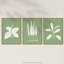 Sage Green Tree Plant Detailed Foliage Xray Imprint Monochrome Botanical - 3 Piece No Frame Print Set-88622436