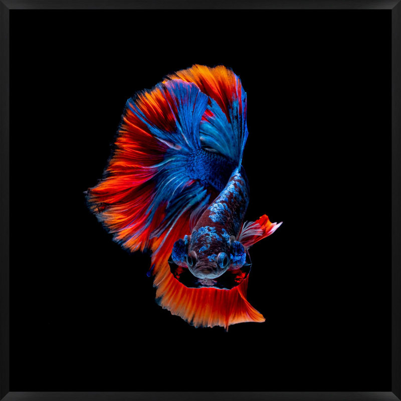 Halfmoon Betta 4 Print by Mat Sanders