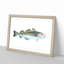 Atlantic Cod Fish by Edward Donovan - Framed Print-55456846-55456851