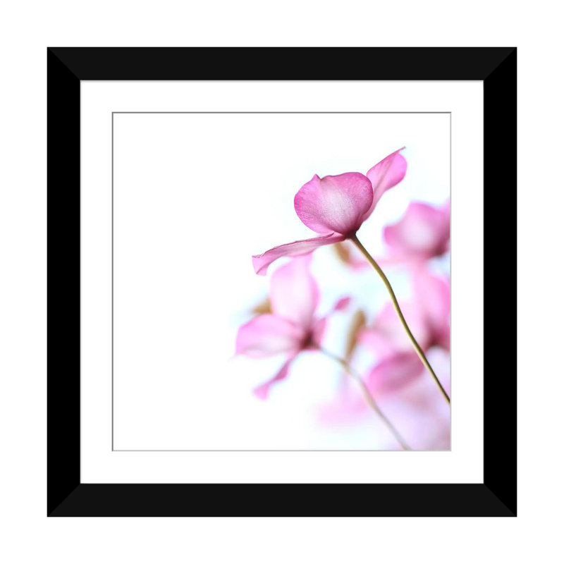 Clematis rose, impression sur toile, Papier beaux-arts encadré noir, H 16 po x l 16 po x P 1 po, Blanc