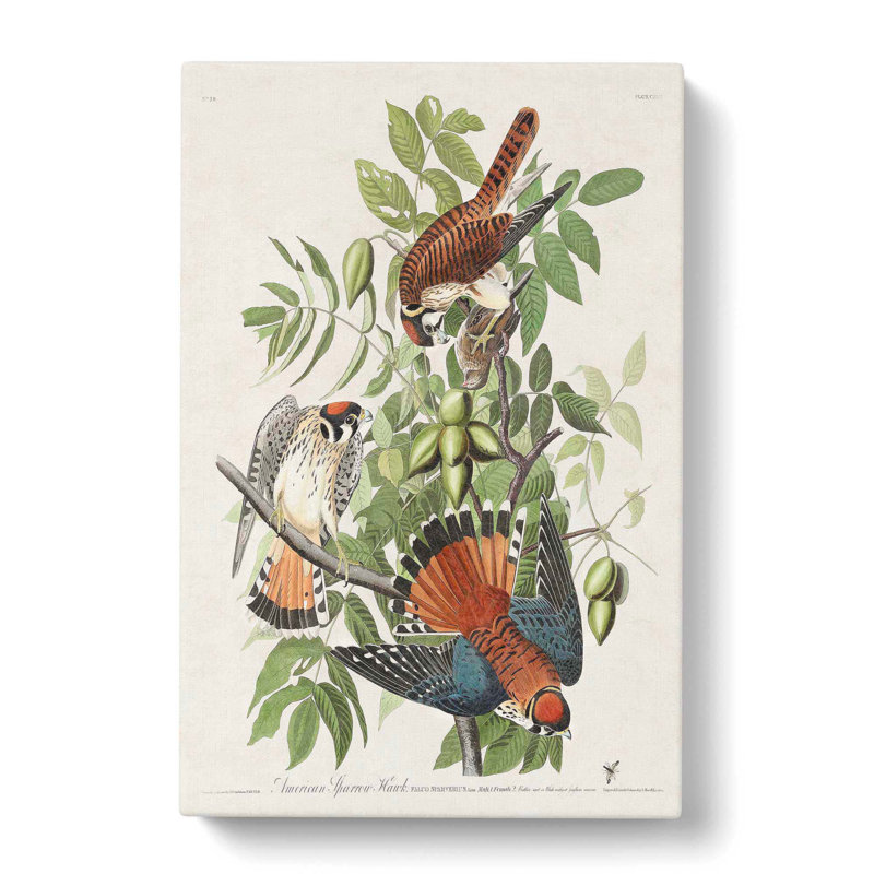 American Sparrow Hawks by John Audubon - Wrapped Canvas Painting, 60cm H x 40cm W x 3cm D
