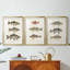 Espèces de poissons antiques I - Impression personnalisée de qualité supérieure avec cadre mat - 3 pièces-603805636-603805637
