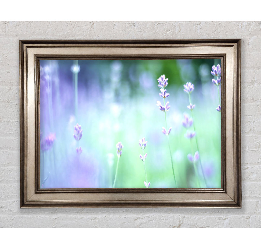 Gerahmtes Leinwandbild Soft Focus Small Purple Flowers