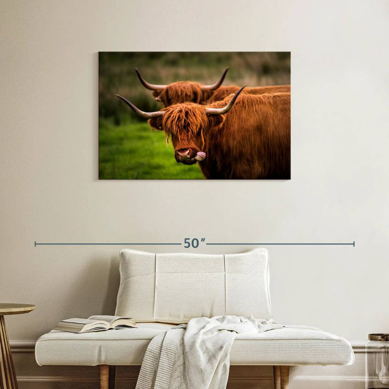 Fluffy Highland Cows, 24" H x 36" W