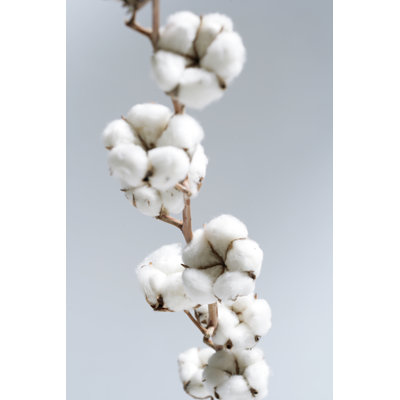 Cotton by Nastazia - Wrapped Canvas Print