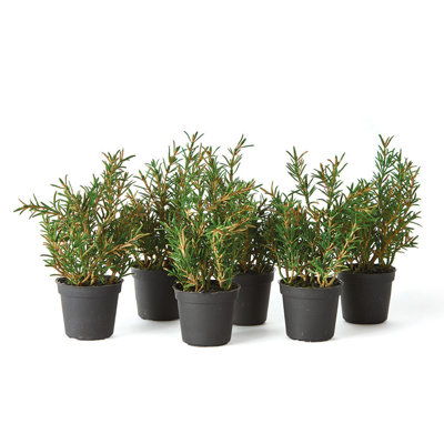 Plante rosemary en pot
