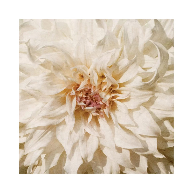 Wall Flower VIII by Alonzo Saunders - Wrapped Canvas Print, 30.48 cm H x 30.48 cm W