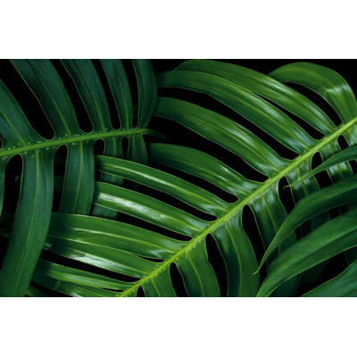 Tropical Green Leaf Textures on Black Background, Monstera Philodendron Plant Close-up 1 Piece Wrapped Canvas Wall Art