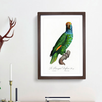 Blue Cheeked Amazon Parrot by F. Levaillant - Picture Frame Painting Print
