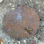 Figurine tambour en acier Playful Kitty and Butterfly