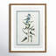 Colombe Shabby Elegance Botanical I - Art encadré avec fond perdu-72514548-72514543