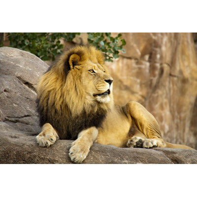 Magnificent Lion King by Ricardoreitmeyer