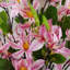 Annegrete Arrangement