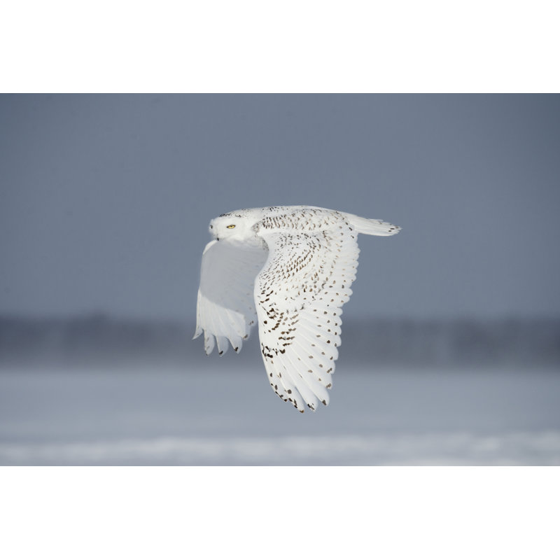 Hibou en vol IV, H 12 po x l 18 po x P 1,25 po