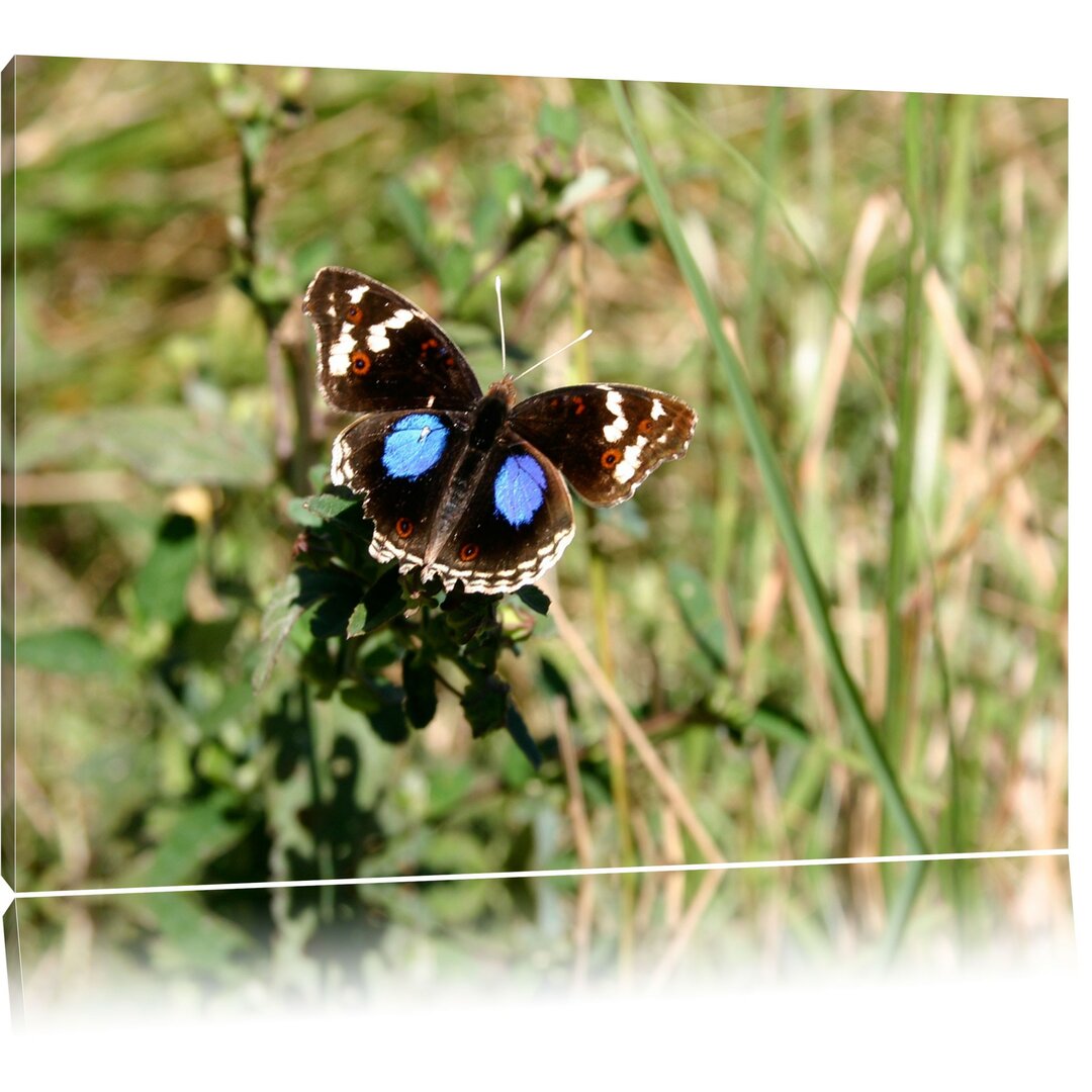 Leinwandbild Schmetterling auf Grashalm