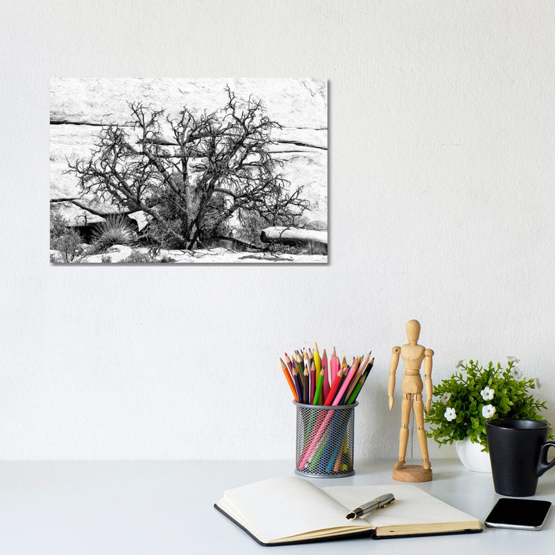 Desert Tree by Philippe Hugonnard - Wrapped Canvas Print, 20.32 cm H x 30.48 cm W