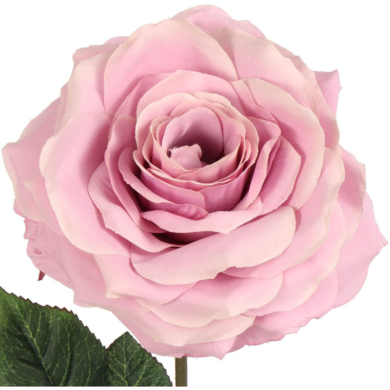 Roses Stem, Lilac