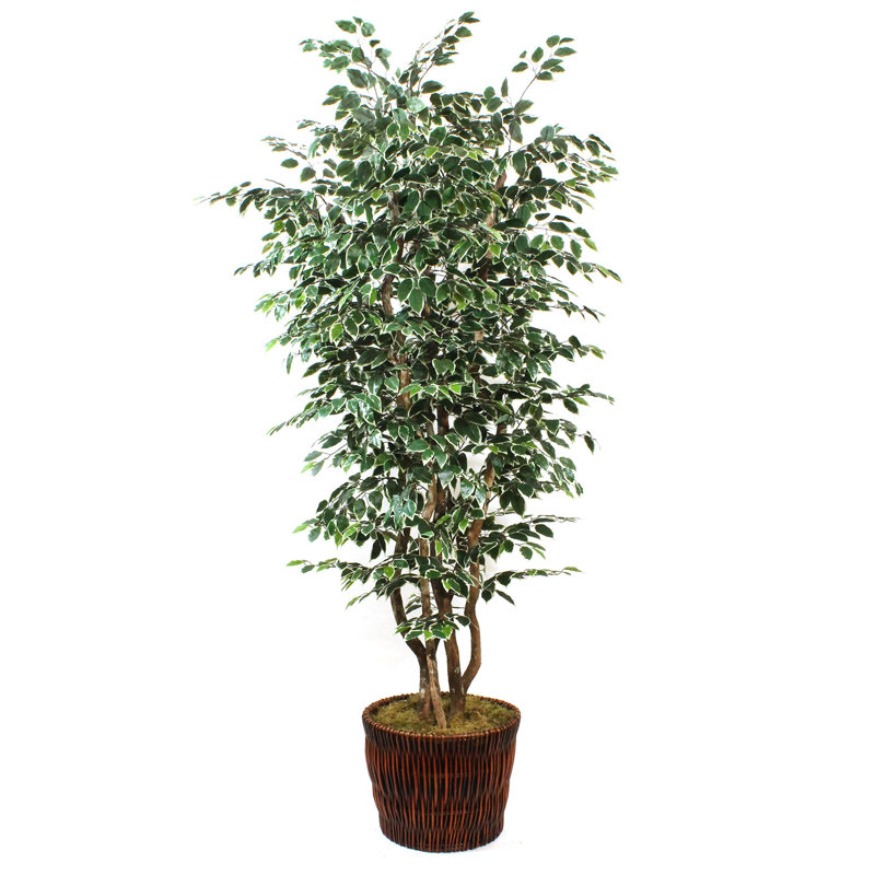 Faux Ficus Tree in Wicker/Rattan Basket