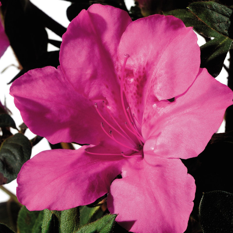 1 Gallon Dark Pink and Green Azalea Flowering Shrub