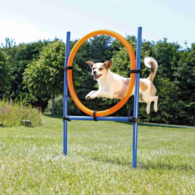 Adjustable Blue and Orange Dog Agility Training Ring