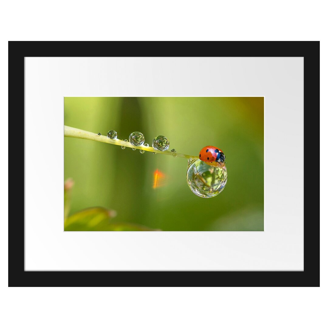 Gerahmter Fotodruck Ladybird auf einem Wassertropfen