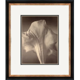Sepia Flowers 19 Giclee Print by Soicher Marin Archives
