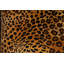 Ardmore Velvet Pillow-452395746
