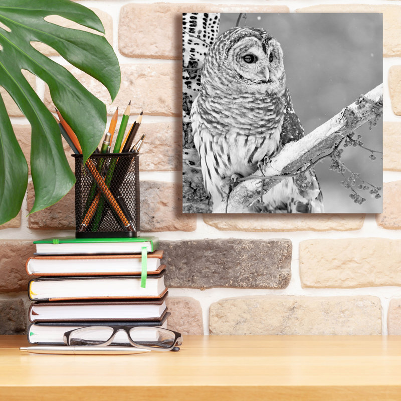 «White Owl» par PhotoINC Studio, H 12 po x l 12 po x P 0,75 po