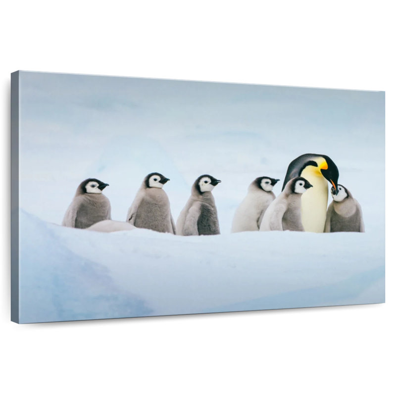 Crowle Icey Landscape Penguins