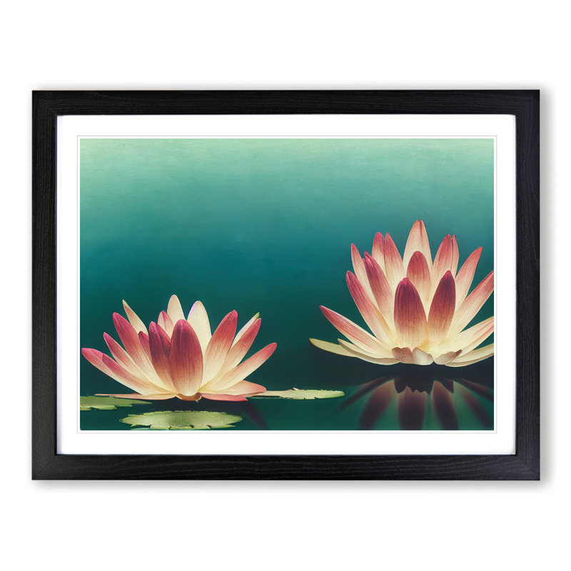 Sensational Water Lily Flowers - Single Picture Frame Print, 46cm H x 64cm W x 2cm D, Black