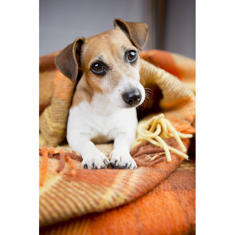 Dog Resting Under A Warm Blanket by Fly_dragonfly - Wrapped Canvas Print, 46cm H x 30cm W x 3.8cm D