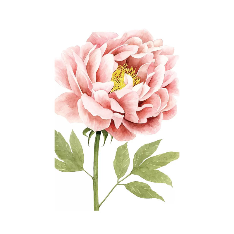 Watercolour Peony I - Wrapped Canvas Print, 20.32 cm H x 30.48 cm W