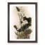 Lotus Flowers - Framed Print-55577435-55577436