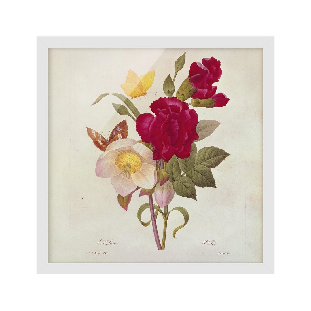 Gerahmter Kunstdruck Christmas Roses von Pierre Joseph Redouté