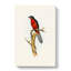Chestnut-breasted Cuckoo by Elizabeth Gould - Wrapped Canvas-55371659