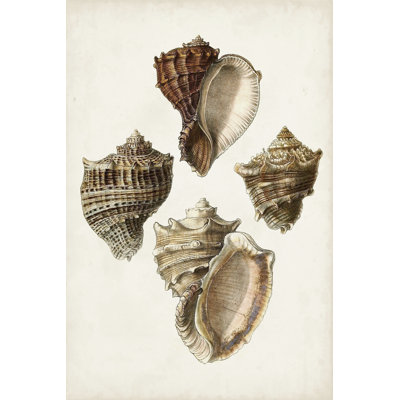 Sowerby Shells I by James Sowerby - Wrapped Canvas Painting