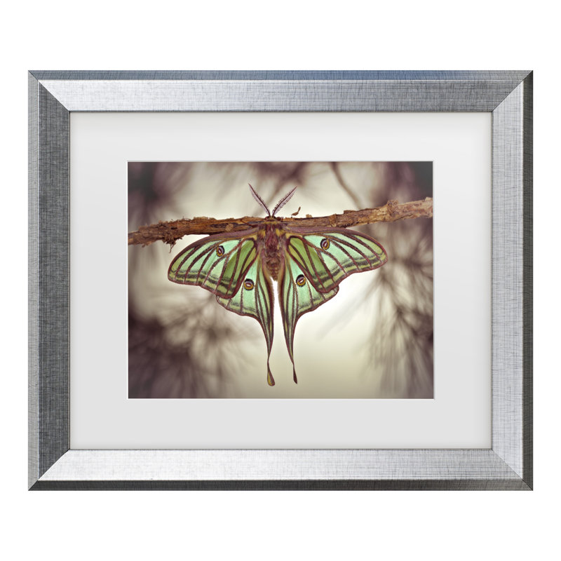 Jimmy Hoffman Mariposa Isabelina, H 14,5 po x l 17,5 po