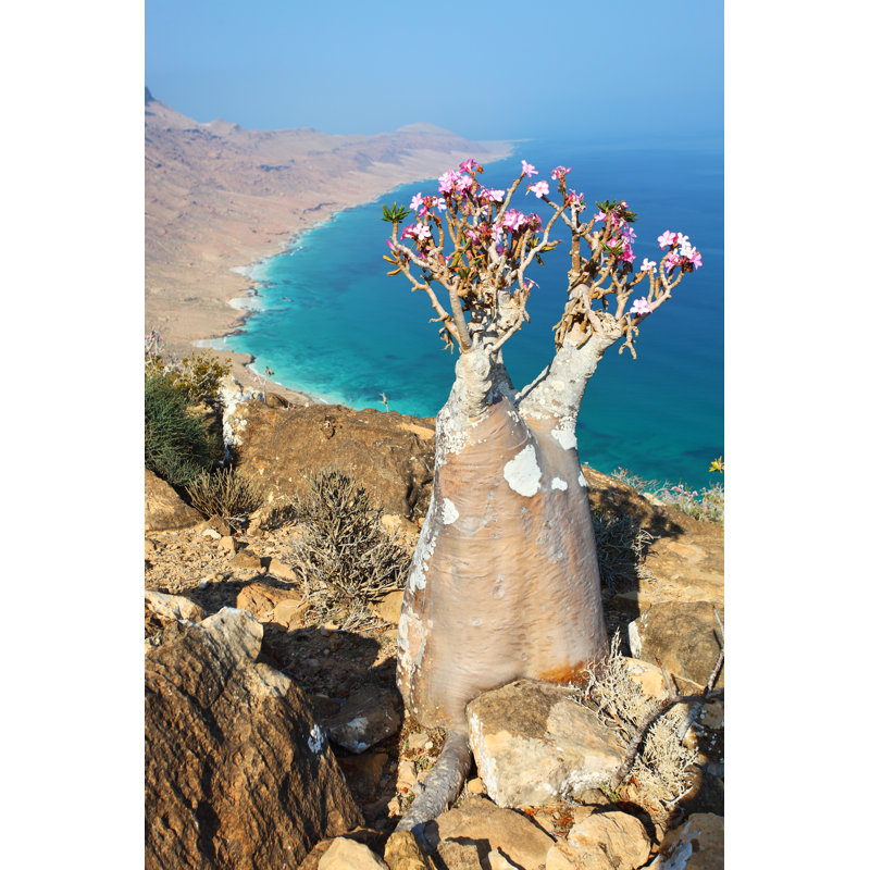 Bottle Tree Of Socotra Island by Zanskar - Wrapped Canvas Print, 30cm H x 20cm W