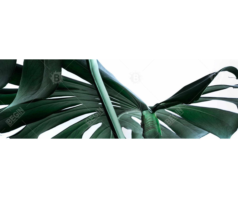 Monstera deliciosa - Élégante décoration intérieure pour chambres à coucher, H 60 po x l 20 po
