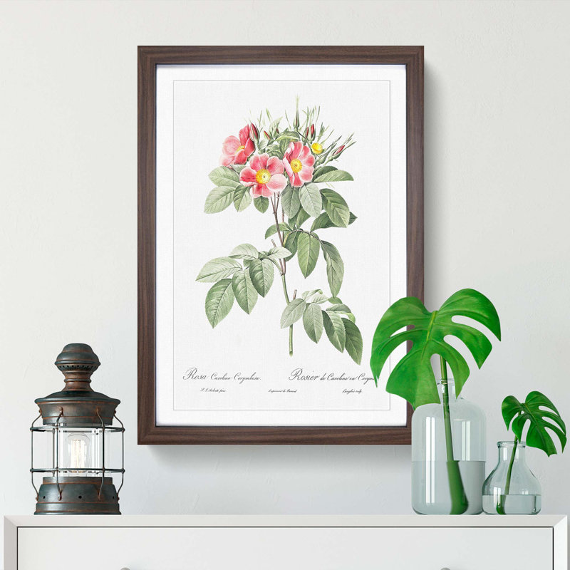 Pasture Rose in Pink by Pierre-Joseph Redoute - Picture Frame Painting Print, 36cm H x 27cm W x 2cm D, Walnut Framed