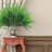 Fern Arrangement